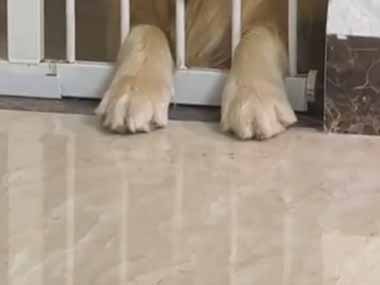 これは変顔アプリを使ったのかな？ 柵の向こうに犬がいた → こんな顔をしているんだが…