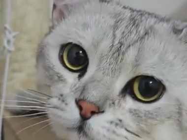 うちの猫がキャットタワーのボウルでくつろぎだした。何か問題でも？ → もう１匹はこんな様子です…