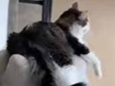ネコが椅子の背もたれでくつろいでいた。押すんだワン♪ → 猫貴族と犬平民はこちらです…
