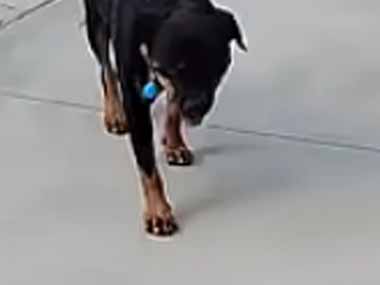  犬も「筋トレ」をするのかな？ ごろごろごろ♪ → うちの犬はダンベルをこうします…