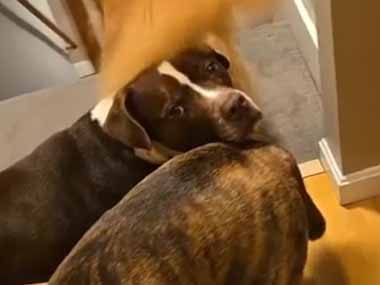 うちの犬たちが階段で渋滞していた。１階に行けないよぉ！ → 原因はこれでした…