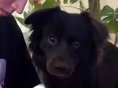 【イヌ】 私が机に向かって彫り物をしていた。気になるのかな？ → 隣にやってきた犬はこんな様子です…