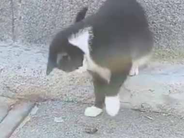 ネコが虫をツンツンしていた。ちょっと目を離す。あれ？どこ行った！？ → 猫、自分でイリュージョンです…