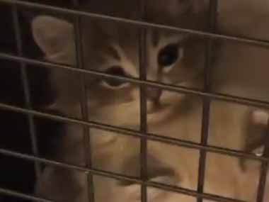 ４匹の子ネコを保護した。猫部屋へようこそ♪ → クレートの扉を開けるとこうなります…