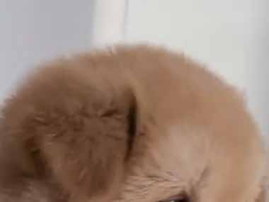 カレシが飼っている子犬と２人きりになった。気まずいなぁ → 子犬はこうなった…