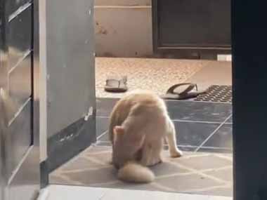 １匹のネコが玄関でくつろいでいた。もう１匹が背後の塀の上にいる。どうなるの？ → こうなります…