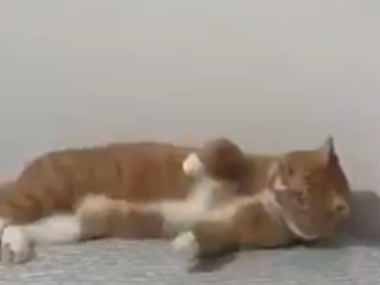 ネコ飼いがテーブルを使って壁打ちピンポンをしていた。ひとりでも楽しいよ♪ → 猫がいればこんな様子です…