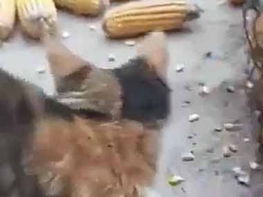【閲覧注意】 トウモロコシの貯蔵庫にネズミが大発生した。姉さん、お願いします！ → プロの狩人はこちらです…