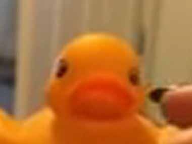 アヒルの人形を指で撫でてみた。ちょっと何してんのぉ！？ → こうなった…