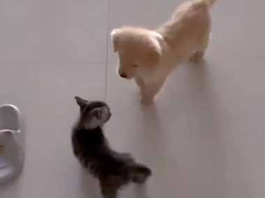 子ネコに子犬が近づいた。いっしょに遊びたいのかな？ → 子猫はこうした…