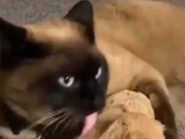 ネコの目の前で子犬が寝ていた。それを母犬が見守っている。あとは任せて → 猫はこうした…