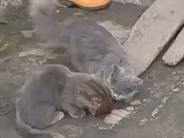 ２匹のネコが庭にいた。その顔はどうしたの？ → １匹は「フェイスハガー」です…