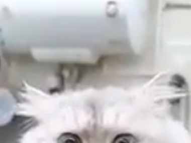 長毛の猫をバリカンでカットしていた。これは捕まった宇宙人！ → 猫はこうなります…