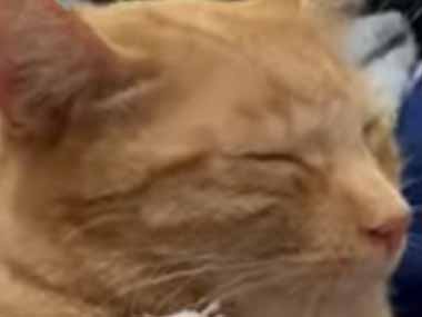ネコ飼いがカバンを広げて旅行の荷造りをしていた。ボクの準備はＯＫ♪ → 猫はさっきからこんな様子です…