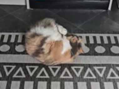 うちの猫はキャットニップが好き。尻尾にスプレーしてみた → 猫は床で毛玉になります…