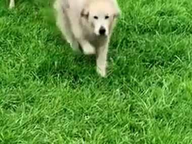 イヌが森の中から現れた。仲間を連れてきたよ～！ → 後ろはこんな様子です…