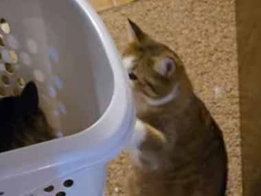 １匹のネコが洗濯カゴの中にいた。外には同居猫もいる → ２匹はずっとこうします…