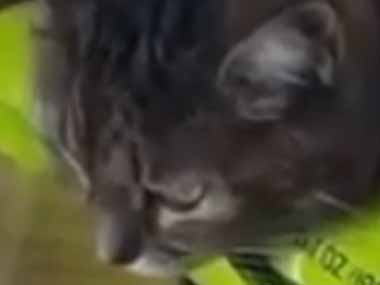 ネコがくつろぐ場所は自由だ。テーブルの上に未開封のお菓子の袋が置いてあった → 猫はこうします…