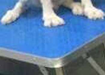 うちの犬を サマーカット してみた ハスキーはこうなった 猫の動画 ねこわん うちの犬を サマーカット してみた ハスキーはこうなった 猫の動画 ねこわん