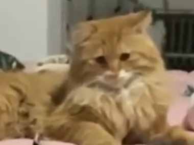 ネコと子猫がベッドの上にいた。子猫は寝転んでウニャウニャしている → ファッ！？…