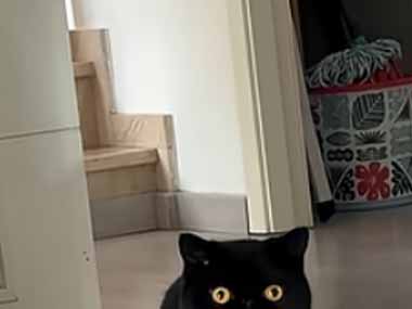 うちの黒ネコはどうしたの？ んべ♪ → ずっとお口がこんな様子です…