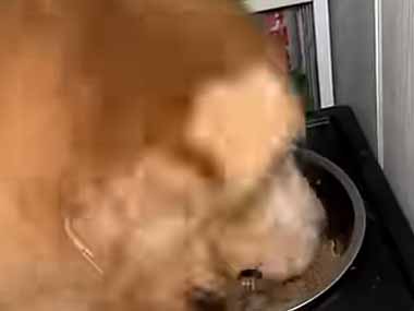 犬はゴハンの時間になった。うまうまうまっ！→ こんな食べ方です…