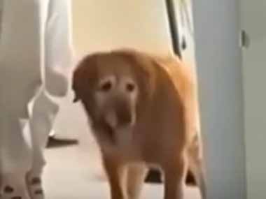うちの犬はちょっぴりお年寄り。目の前で隠れてみた → 犬はこうなります…