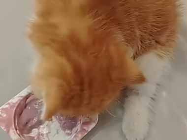 子猫がヨーグルトを食べていた。顔がこうなっちゃう → 犬の出番です…