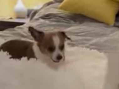 新しい「猫じゃらし」を買ってきた。うちにはネコと犬がいる → こんな遊びを始めました…