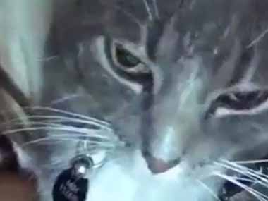 キス 猫の動画 ねこわん