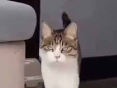 ネコがこっちにやってくる。今年のトレンドはこんなアームカバー♪ → 前足ちょっぴりおしゃれです…