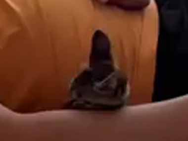 【ネコ】 お父さんがソファで寝ていた。ボクも寝る♪ → やってきた猫はこうなります…