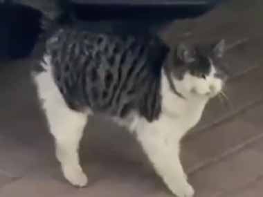 ネコが足踏みをしていた トイレに行きたいの 地面が冷たいの 猫はさっきからこんな感じ 猫の動画 ねこわん ネコが足踏みをしていた トイレに行きたいの 地面が冷たいの 猫はさっきからこんな感じ 猫の動画 ねこわん