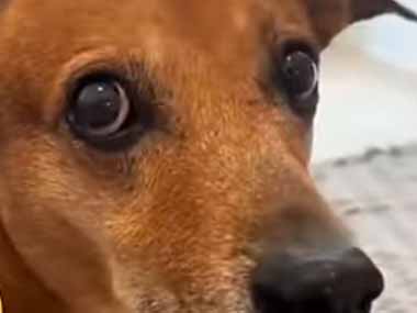 【イヌ】 スゴ技をする犬の映像がテレビに映った。お前とはえらい違いだな → すると犬はこうした…