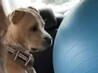車の後部座席にイヌが乗っていた。隣にはバランスボールが置いてある → 犬はこうなった…