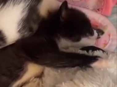 ３匹の子ネコがくっついて寝ていた。朝ですよ～♪ → 寝起きの子猫の破壊力はこちらです…