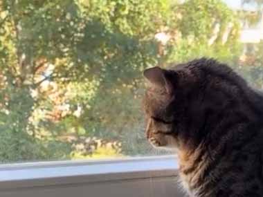 子ネコが窓辺にいて、じっと外を見ている。どうしたの？ → 鳥、いないいないばぁです…