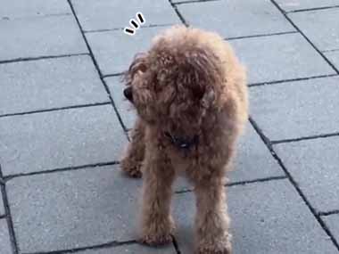 イヌが家の外で待っていた。そこに長旅から帰ってきた飼い主がやってくる → 気づいた犬はこうなります…