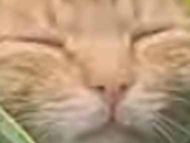 【ネコ】 大きな葉に包まれた生き物がいた。これは何ですか？ → 眠る森の妖精はこちらです…