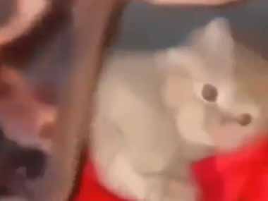 うちの子猫がソファで横になっていた。毛布をそっと掛けてみる → 毛玉はすぐにこうなります…