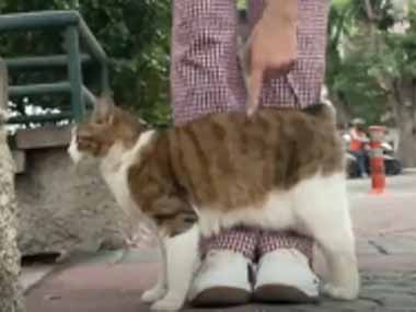 野良ネコが足に何度もスリスリしてくる。可愛いので触ってみた → 猫、ツンデレです…