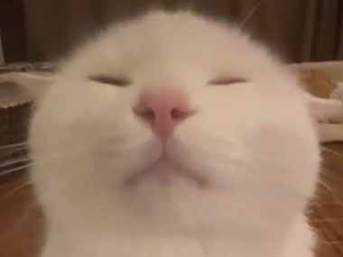 ネコは目を閉じていた。リンゴをそっと乗せてみる → 瞑想の達人はこちらです…