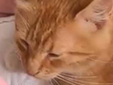 【ネコ】 赤ちゃんがベビーチェアに座っていた。そこに猫がやってくる → こうなります…