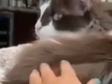 足元にいるネコを撫でようと手を伸ばす。その手は私のモノ → もう１匹はこうします…