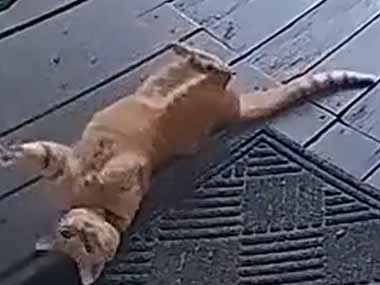ネコが玄関前でゴロゴロしていた。そこに飼い主が帰ってくる。ファッ！？ → 気づいた猫はこの動きです…
