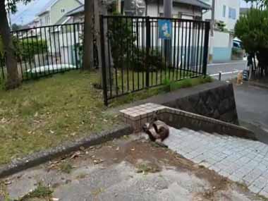 野良ネコが駐車場の階段の隅にいた。野生はどこいったの？ → こんな姿で寝ています…