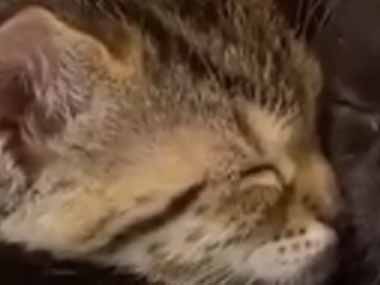 2匹の子ネコが膝の上で寝てしまった どうしよう 動けない 2匹の子猫はこうなります 猫の動画 ねこわん 2匹の子ネコが膝の上で寝てしまった どうしよう 動けない 2匹の子猫はこうなります 猫の動画 ねこわん