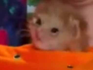 生まれたばかりのネコの赤ちゃんは目が離せない。私が家で仕事中 → 子猫はここにいます…