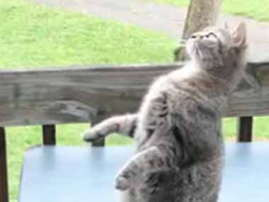 【ネコ】 庭では犬が待っていた。飼い主が猫の目の前にボールを置く → あとはお任せです…