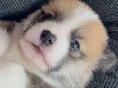 飼い主が子イヌを抱っこしていた。猫好きも思わずキュンとする → 子犬と飼い主の会話はこちらです…